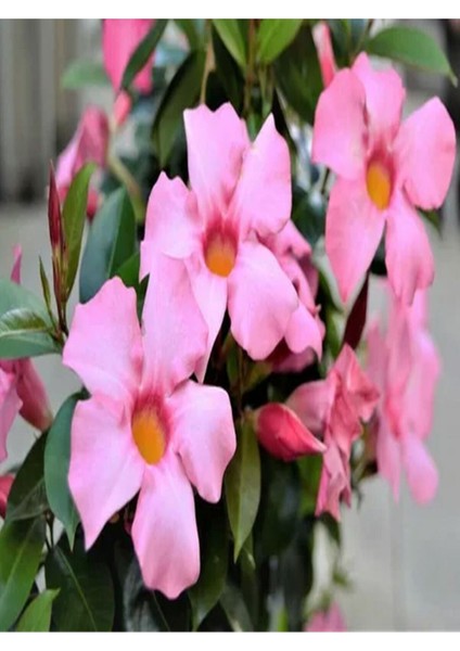 Çok Satan 3'lü Pembe Renk Mandevilla Sarmaşığı Çiçeği 40-60 cm Tüplü Çiçekli Bodur Bitkiler fiyatları