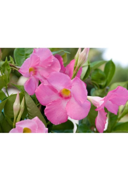 Çok Satan 3'lü Pembe Renk Mandevilla Sarmaşığı Çiçeği 40-60 cm Tüplü Çiçekli Bodur Bitkiler fırsatları