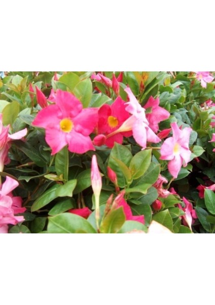 Çok Satan 3'lü Pembe Renk Mandevilla Sarmaşığı Çiçeği 40-60 cm Tüplü Çiçekli Bodur Bitkiler indirimleri
