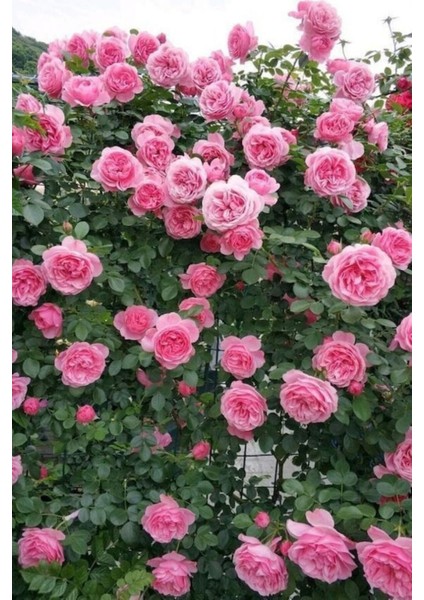 Sarmaşık Gül Davinci Kokulu Katmerli Saksılı/ Tüplü 20-30CM