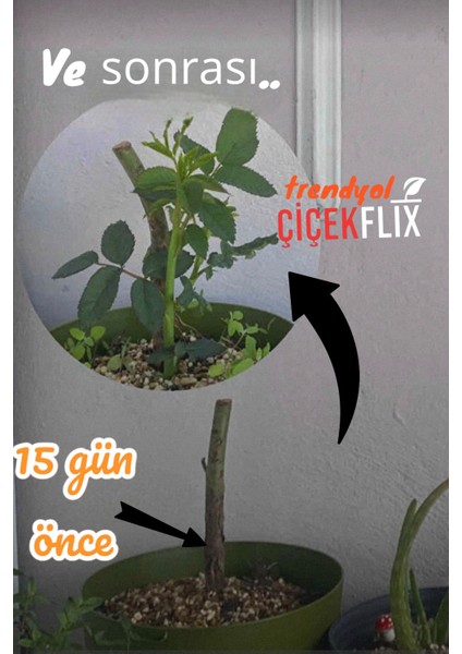 Sarmaşık Gül Davinci Kokulu Katmerli Saksılı/ Tüplü 20-30CM modelleri