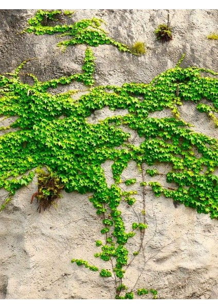 Kaya Sarmaşığı (Hedera Helix) – Bahçe ve Peyzaj Için Uygun 40-60 cm