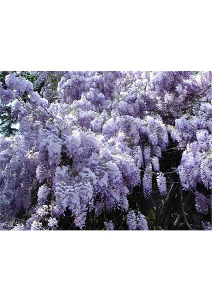 Wisteria Sinensis Kokulu Çin Morsalkım Mor Salkım Fidanı 40-60 cm