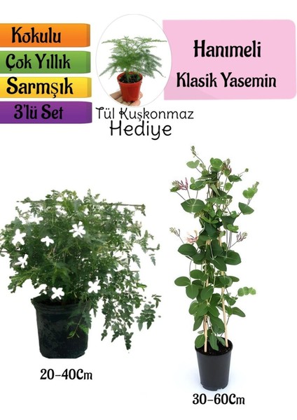 Çok Avantajlı Klasik Kokulu Yasemin+Kokulu Hanımeli Çiçeği+Tül Kuşkonmaz Hediyeli