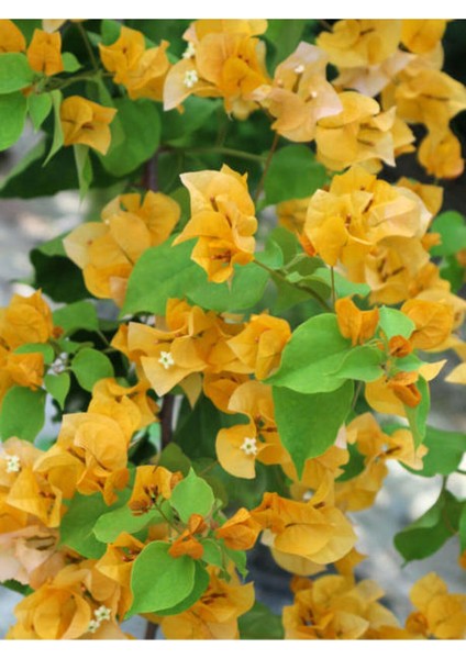 Çok Satan Sarı Begonvil (40 60 Cm)1 Adet Saksılı Çiçekli Iç/ Dış Mekan Bitkisi Bougainvillea