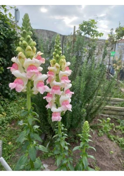 Çok Satan Pembe Beyaz Aslanağzı (5 15) 30 Adet Tüplü Iç/ Dış Mekan Bitkisi Antirrhinum fiyatları