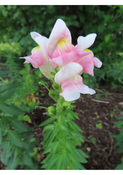 Çok Satan Pembe Beyaz Aslanağzı (5 15) 30 Adet Tüplü Iç/ Dış Mekan Bitkisi Antirrhinum modelleri