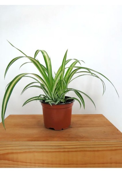 Kampanyalı Sarı Alacalı Kurdele Çiçeği Chlorophytum Comosum 20-40CM