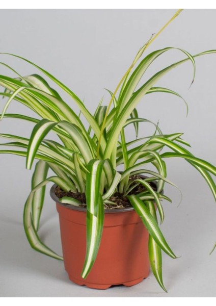 Kampanyalı Sarı Alacalı Kurdele Çiçeği Chlorophytum Comosum 20-40CM modelleri