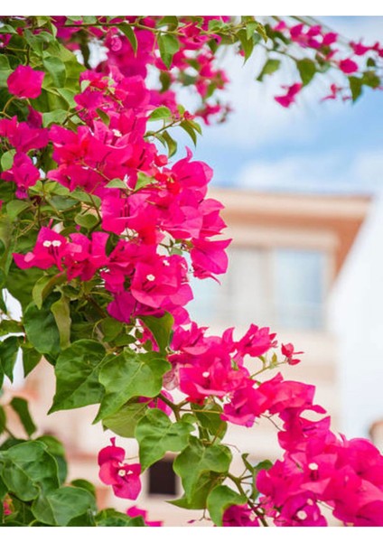 Çok Satan Göz Alıcı Pembe Begonvil Çiçeği (30 60 Cm)1 Adet Saksılı Iç/ Dış Mekan Bitkisi Bougainvillea