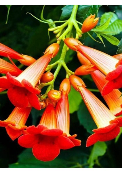 Çok Satan 1 Adet Turuncu Acem Borusu Çiçeği 30-60 cm Tüplü Çiçekli Bodur Bitkiler Euphorbia Myrsinites