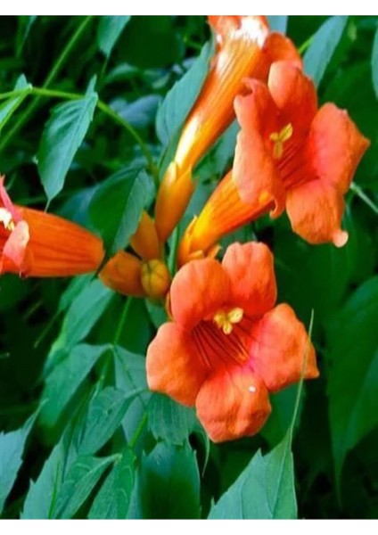 Çok Satan 1 Adet Turuncu Acem Borusu Çiçeği 30-60 cm Tüplü Çiçekli Bodur Bitkiler Euphorbia Myrsinites
