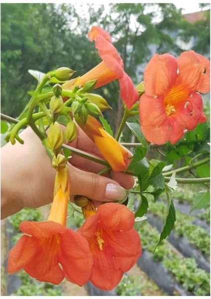 Çok Satan 1 Adet Turuncu Acem Borusu Çiçeği 30-60 cm Tüplü Çiçekli Bodur Bitkiler Euphorbia Myrsinites