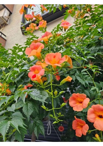 Çok Avantajlı Turuncu Acem Borusu Çiçeği Fidanı (70- 80 Cm)1 Adet Saksılı Dış Mekan Lamiaceae