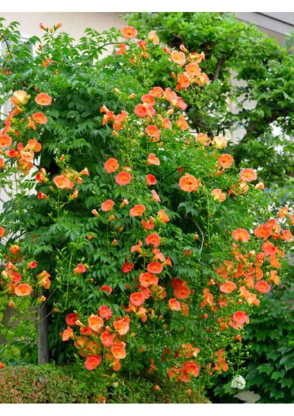 Çok Avantajlı Turuncu Acem Borusu Çiçeği Fidanı (70- 80 Cm)1 Adet Saksılı Dış Mekan Lamiaceae