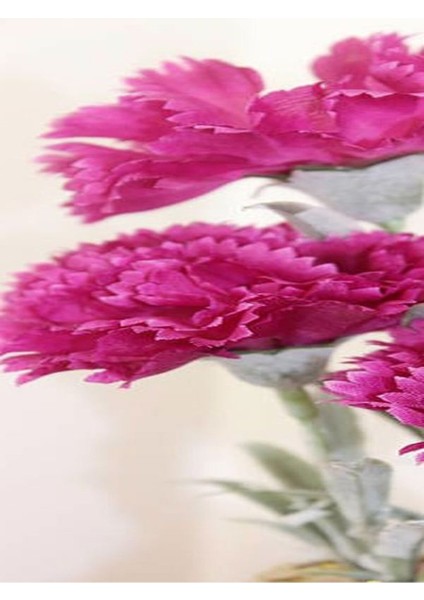 Kampanyalı 1 Adet Kokulu Pembe Karanfil Çiçeği 20-30 cm Tüplü Çiçekli Bodur Bitkiler Carnation