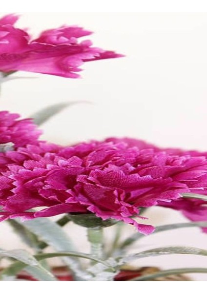 Kampanyalı 1 Adet Kokulu Pembe Karanfil Çiçeği 20-30 cm Tüplü Çiçekli Bodur Bitkiler Carnation