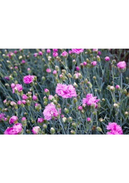 Kampanyalı 1 Adet Kokulu Pembe Karanfil Çiçeği 20-30 cm Tüplü Çiçekli Bodur Bitkiler Carnation