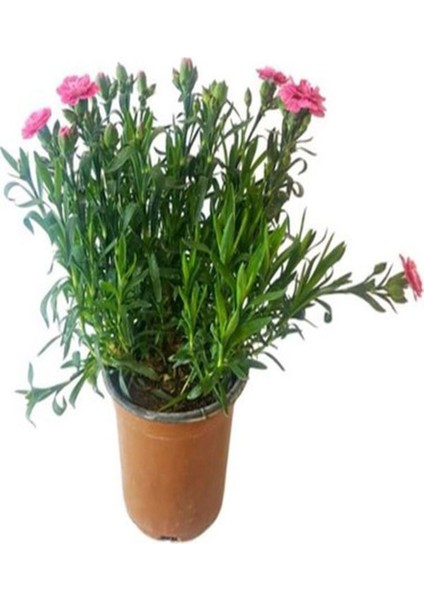 Kampanyalı 1 Adet Kokulu Pembe Karanfil Çiçeği 20-30 cm Tüplü Çiçekli Bodur Bitkiler Carnation
