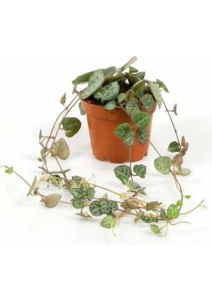 Kampanyalı Ceropegia Woodii Kalp Kalbe 9 cm Saksı