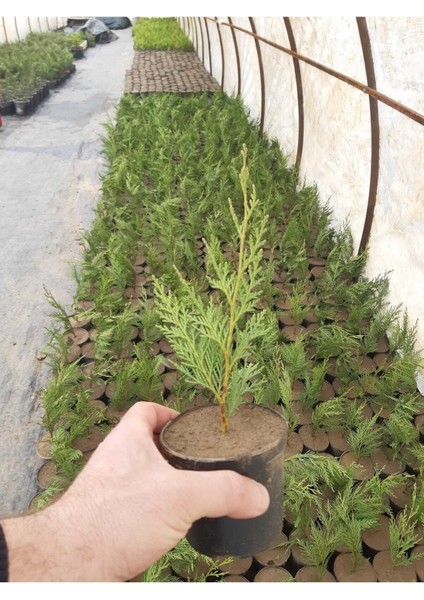 Favori Ürün Bahçelerin Vazgeçilmezi Leylandi Fidanı (20 40 Cm) 40 Adet Dış Mekan Bitkisi Cupressus