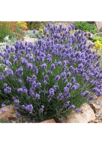 Çok Satan 1 Adet Harika Kokulu Lavanta Çiçeği Bitkisi 20-40 cm Saksılı Lavander fırsatları