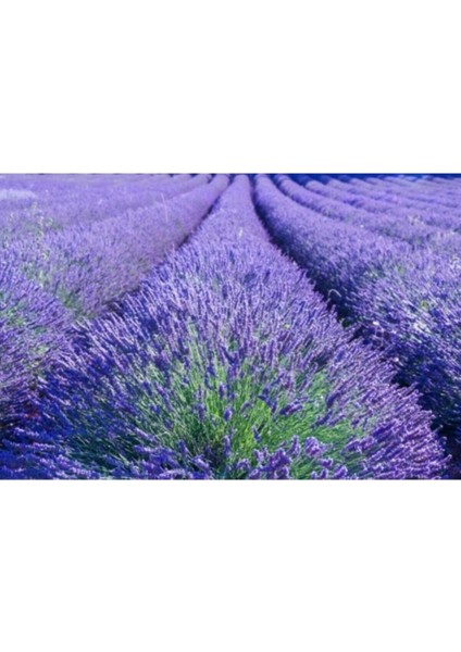 Çok Satan 1 Adet Harika Kokulu Lavanta Çiçeği Bitkisi 20-40 cm Saksılı Lavander indirimleri