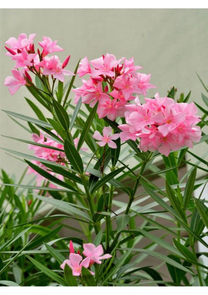 Çok Satan Pembe Zakkum Çiçeği (50 70 Cm)1 Adet Saksılı Nerium Oleander