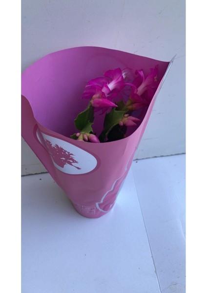 Kampanyalı Ithal Yılbaşı Çiçeği modelleri