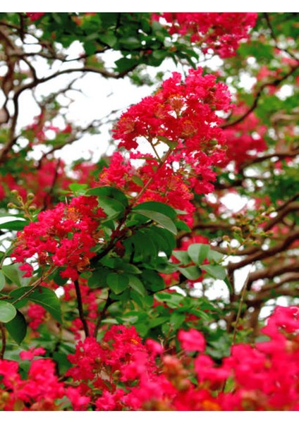 Favori Ürün Kırmızı Çiçekli Oya Ağacı Fidanı (30 60 Cm)1 Adet Saksılı Dış Mekan Lagerstroemia Indica