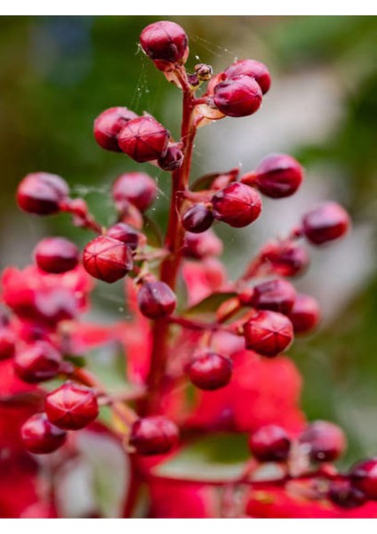 Favori Ürün Kırmızı Çiçekli Oya Ağacı Fidanı (30 60 Cm)1 Adet Saksılı Dış Mekan Lagerstroemia Indica fiyatları