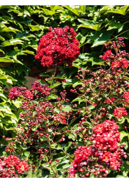 Favori Ürün Kırmızı Çiçekli Oya Ağacı Fidanı (30 60 Cm)1 Adet Saksılı Dış Mekan Lagerstroemia Indica fırsatları