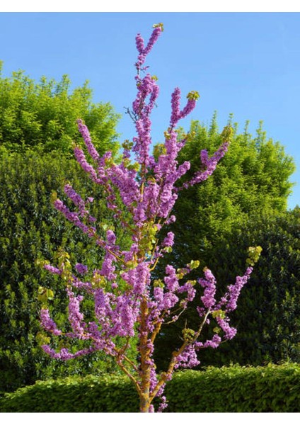 Favori Ürün Mor Renkli Leylak Ağacı Fidanı (30 70 Cm)1 Adet Saksılı Syringa Vulgaris
