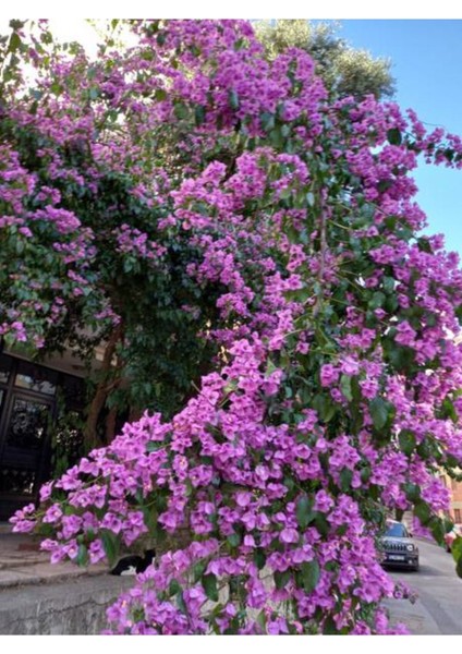 Favori Ürün Mor Renkli Leylak Ağacı Fidanı (30 70 Cm)1 Adet Saksılı Syringa Vulgaris