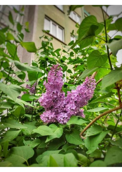 Favori Ürün Mor Renkli Leylak Ağacı Fidanı (30 70 Cm)1 Adet Saksılı Syringa Vulgaris