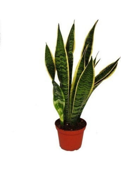Çok Satan 1 Adet Kılıç Çiçeği Fidanı 20-40CM Saksılı Çiçekli Bodur Bitkiler Gladiolus