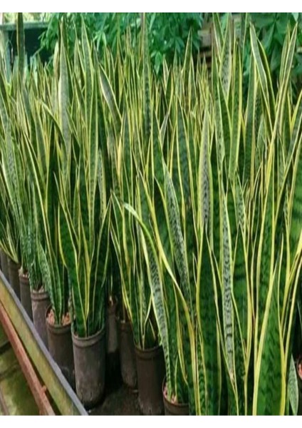 Çok Satan 1 Adet Kılıç Çiçeği Fidanı 20-40CM Saksılı Çiçekli Bodur Bitkiler Gladiolus