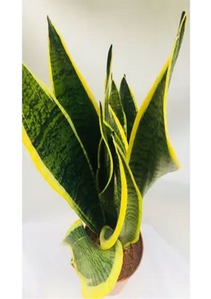 Çok Satan 1 Adet Kılıç Çiçeği Fidanı 20-40CM Saksılı Çiçekli Bodur Bitkiler Gladiolus