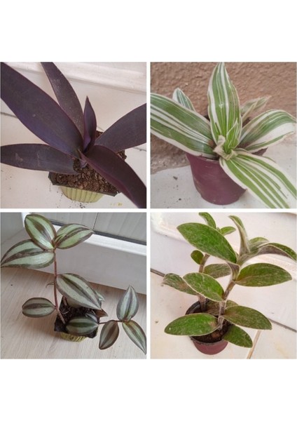 Çok Satan 4 Çeşit Telgraf Çiçeği 5-15 cm Tüplü Çiçekli Bodur Bitkiler Tradescantia fiyatları