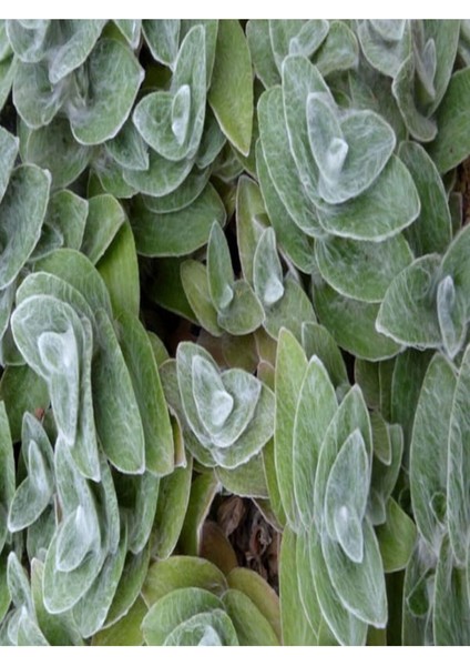 Çok Satan 4 Çeşit Telgraf Çiçeği 5-15 cm Tüplü Çiçekli Bodur Bitkiler Tradescantia fırsatları