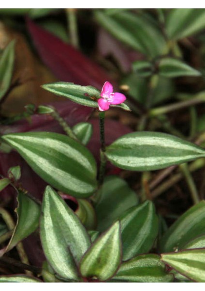 Çok Satan 4 Çeşit Telgraf Çiçeği 5-15 cm Tüplü Çiçekli Bodur Bitkiler Tradescantia indirimleri