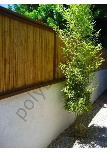 %100 Doğal Bambu Kamış Hasır Bahçe Balkon Çit Gölgelik Gizlilik Çiti 3x5 indirimleri