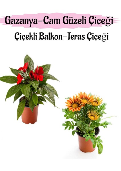 Çok Satan Kırmızı Renk Cam Güzeli 1 Adet+Turuncu Sarı Renk Gazanya Çiçeği 1 Adet Saksılı 10-20CM