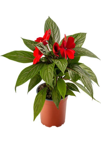 Çok Satan Kırmızı Renk Cam Güzeli 1 Adet+Turuncu Sarı Renk Gazanya Çiçeği 1 Adet Saksılı 10-20CM fiyatları