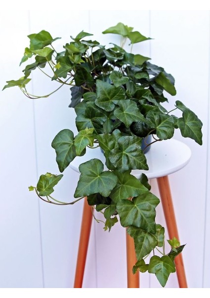 Estetik Formlu Hedera Helix – 40-60 cm – Canlı Duvar ve Çit Sarmaşığı