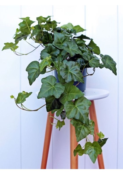 Estetik Formlu Hedera Helix – 40-60 cm – Canlı Duvar ve Çit Sarmaşığı fırsatları