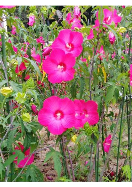 Çok Avantajlı Pembe Japon Gülü Çiçeği Fidanı (40 45 Cm)1 Adet Saksılı Camellia Japonica fiyatları