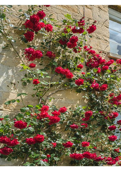 Kampanyalı Kırmızı Sarmaşık Gül Fidanı Kokulu (90 140 Cm)1 Adet Tüplü Aşılı Gül Red Rose