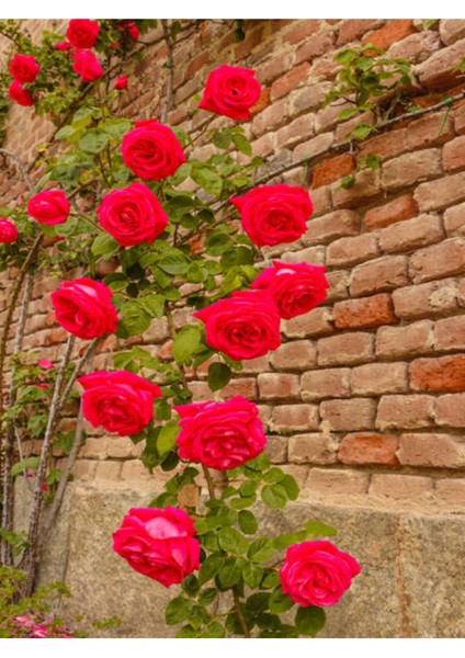 Kampanyalı Kırmızı Sarmaşık Gül Fidanı Kokulu (90 140 Cm)1 Adet Tüplü Aşılı Gül Red Rose fiyatları