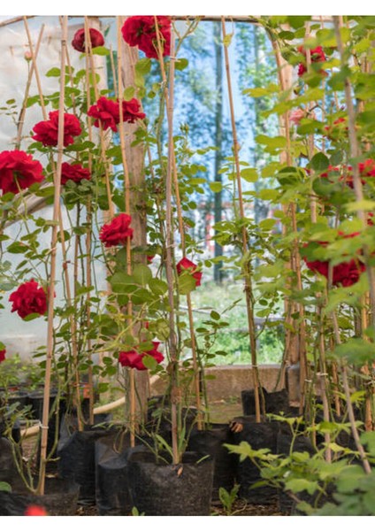 Kampanyalı Kırmızı Sarmaşık Gül Fidanı Kokulu (90 140 Cm)1 Adet Tüplü Aşılı Gül Red Rose modelleri